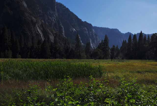 a meadow in Yosemite Valley